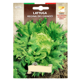 Semillas Lechuga Reina Del...
